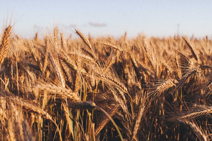 Alergija na gluten