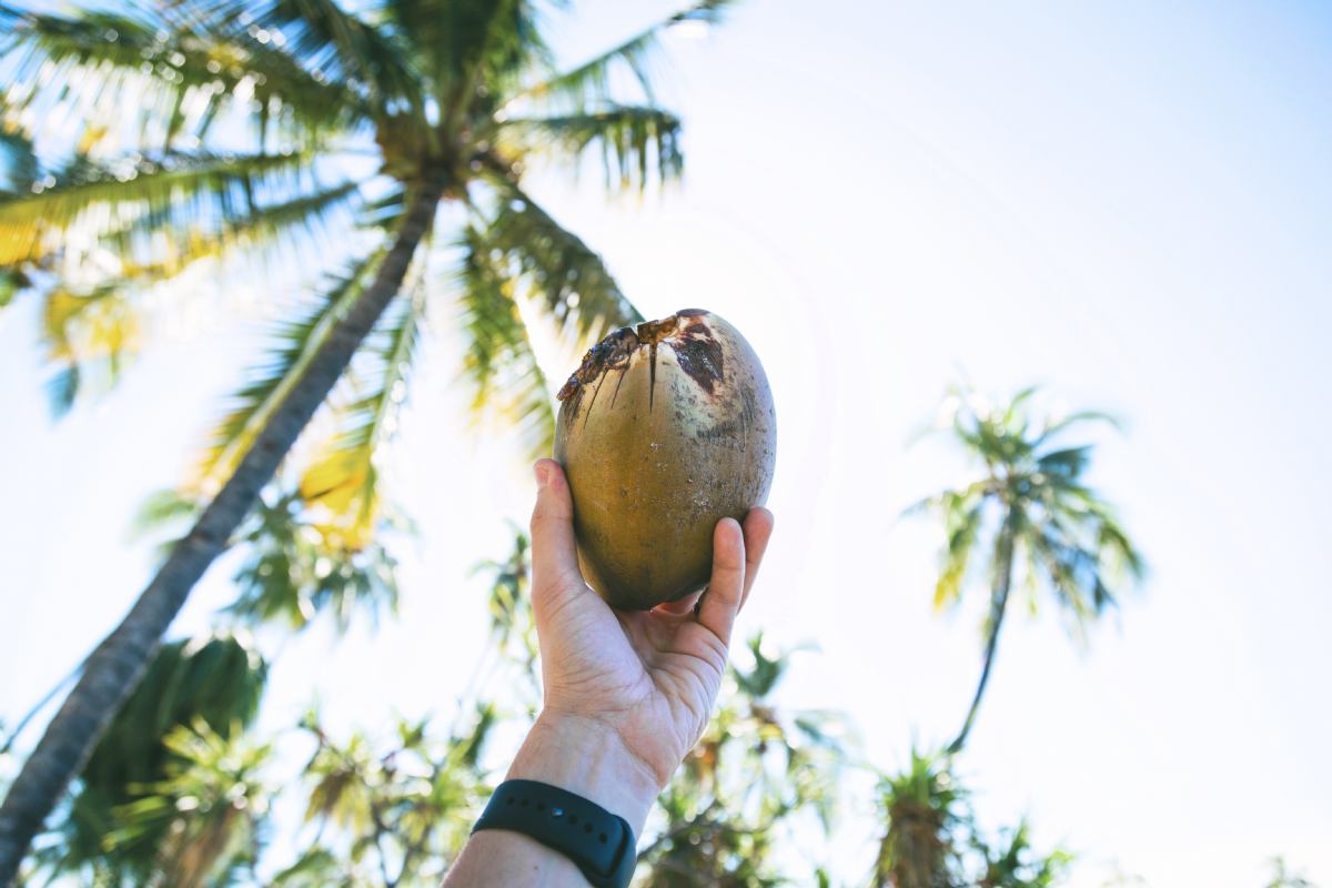 Kokosova voda in njena uporaba za zdravje